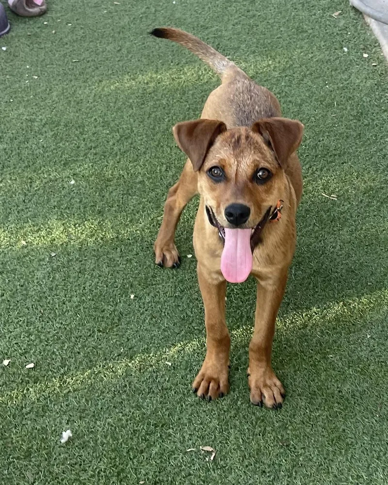 Chestnut thumbnail 3