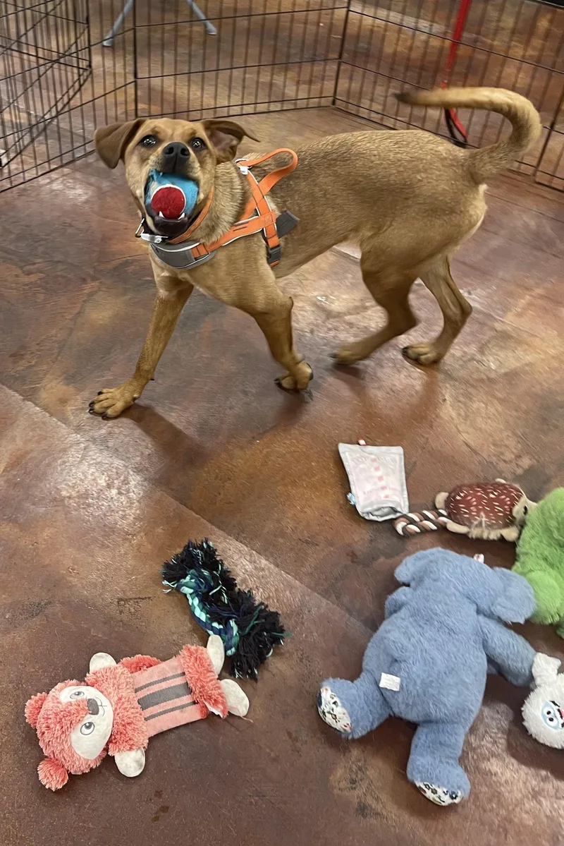 Chestnut thumbnail 4