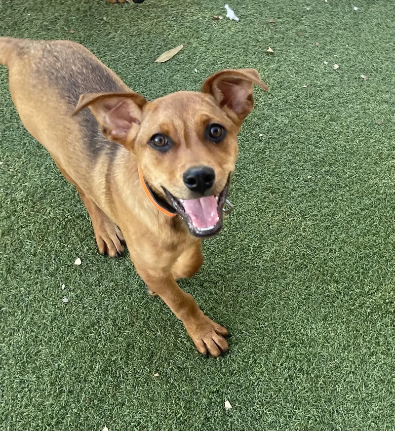 Chestnut thumbnail 6