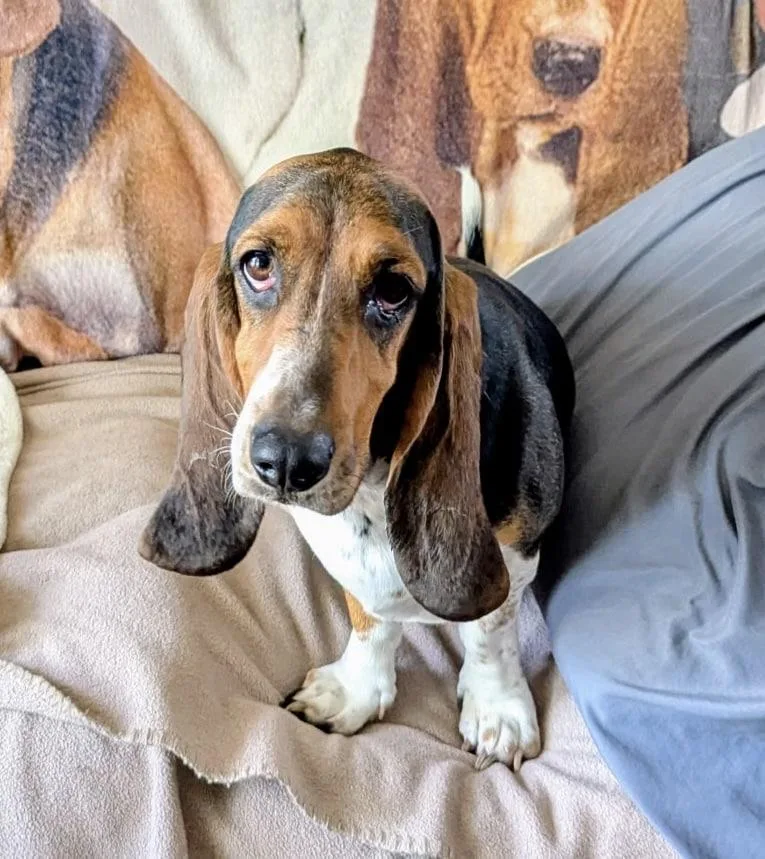 Lucy thumbnail 3