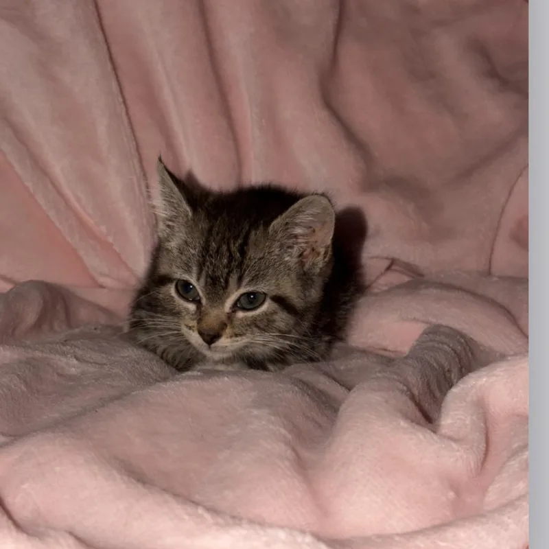 Biscut thumbnail 2