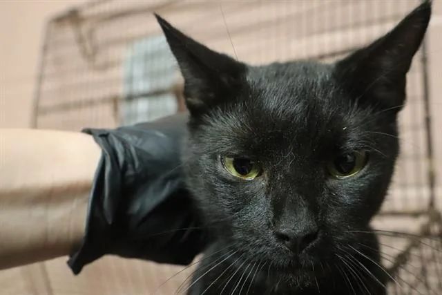 An adult medium-sized female Domestic Short Hair cat named Matty for adoption in Columbia, SC