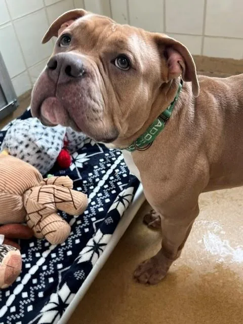 Jenga