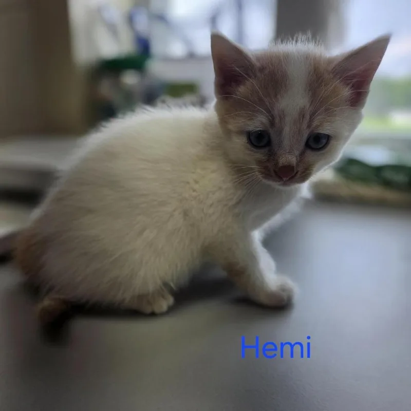 A baby small-sized male White Domestic Short Hair cat named Hemi for adoption in Windsor, VA