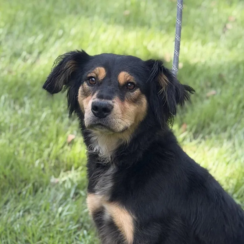 An adult medium-sized female Retriever dog named Sissy for adoption in Locust Fork, AL