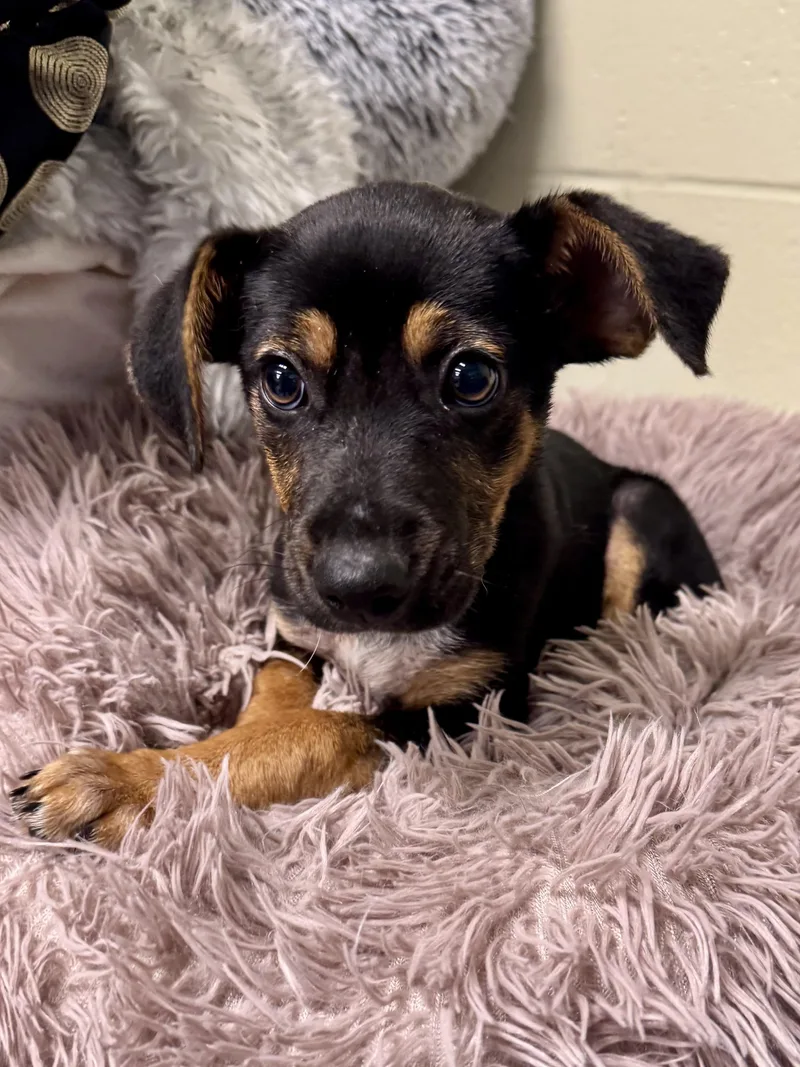 A baby medium-sized female Australian Cattle Dog / Blue Heeler dog named Crackle for adoption in St. Joseph, MI