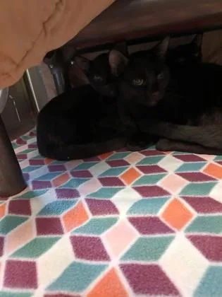 An adult medium-sized male Domestic Short Hair cat named Sonar for adoption in Independence, MO
