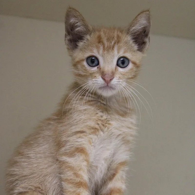 A young medium-sized male Orange / Red Domestic Short Hair cat named Why Is it Spicy? for adoption in Cleveland, MS