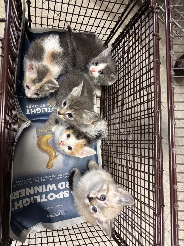 A baby medium-sized male Siamese cat named C for adoption in Sorrento, LA