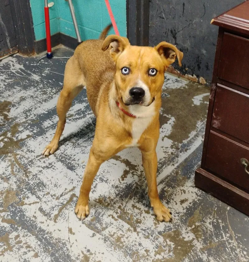 Sinatra