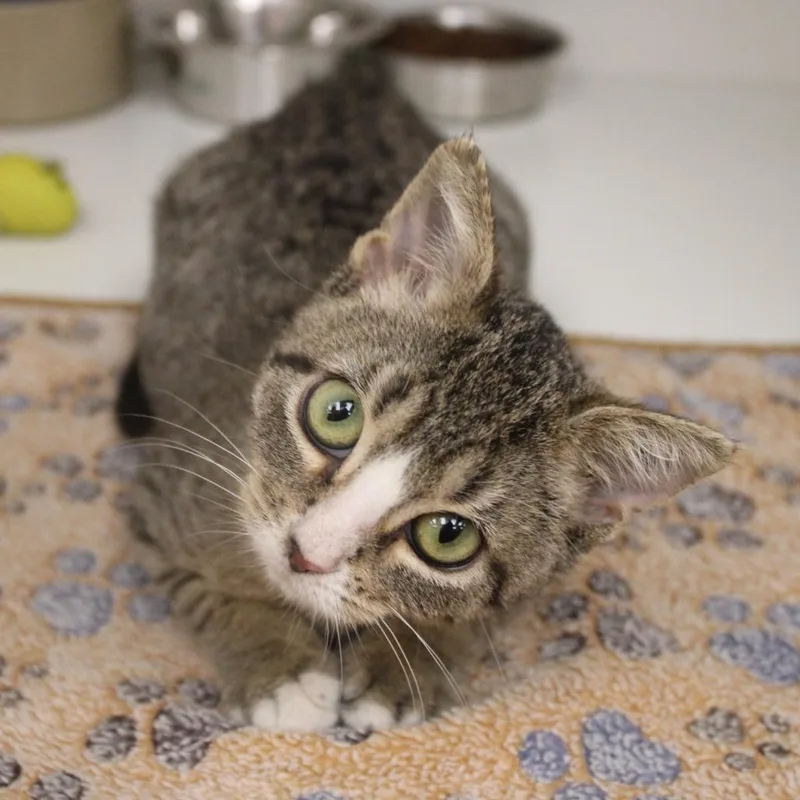 A baby small-sized male Domestic Short Hair cat named Pizza for adoption in Champaign, IL