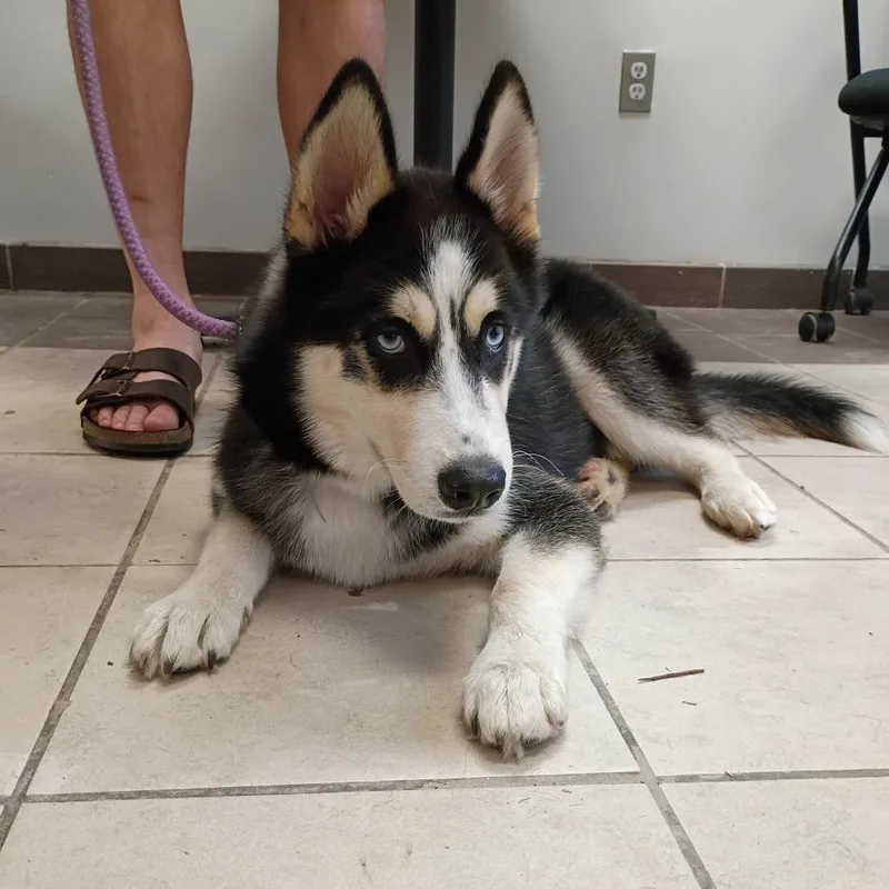 A baby medium-sized male Black Mixed Breed dog named StrayWaverlyAvenue for adoption in Columbus, GA