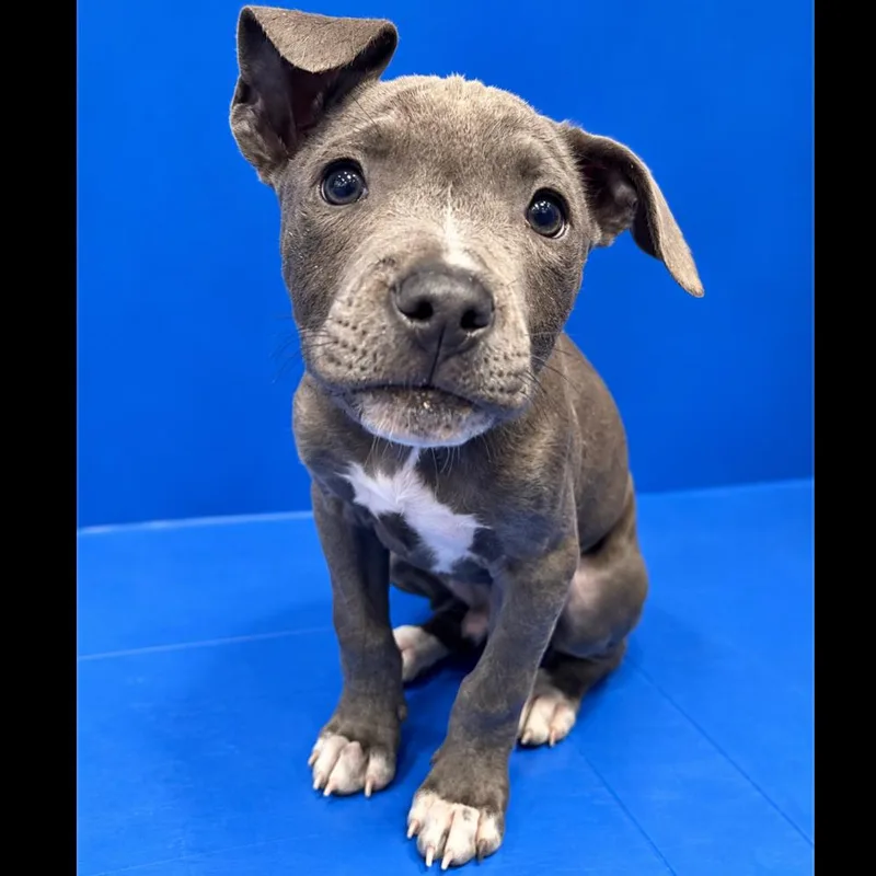 A baby medium-sized male Gray / Blue / Silver American Staffordshire Terrier dog named Sterling for adoption in Fredericksburg, TX