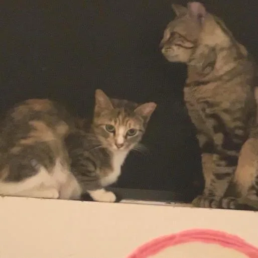 A young small-sized female Calico Domestic Short Hair cat named Brigette for adoption in Los Angeles, CA