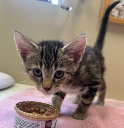 A baby small-sized male Domestic Short Hair cat named Elton for adoption in Fishers, IN