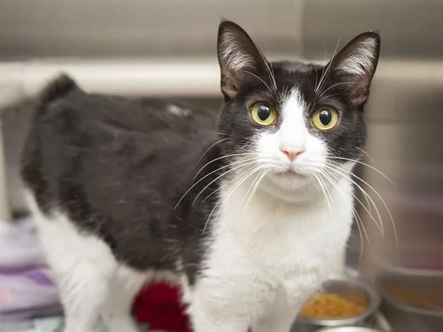 A young medium-sized female Domestic Short Hair cat named Calypso for adoption in Phoenix, AZ
