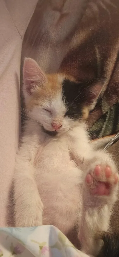 Smudge