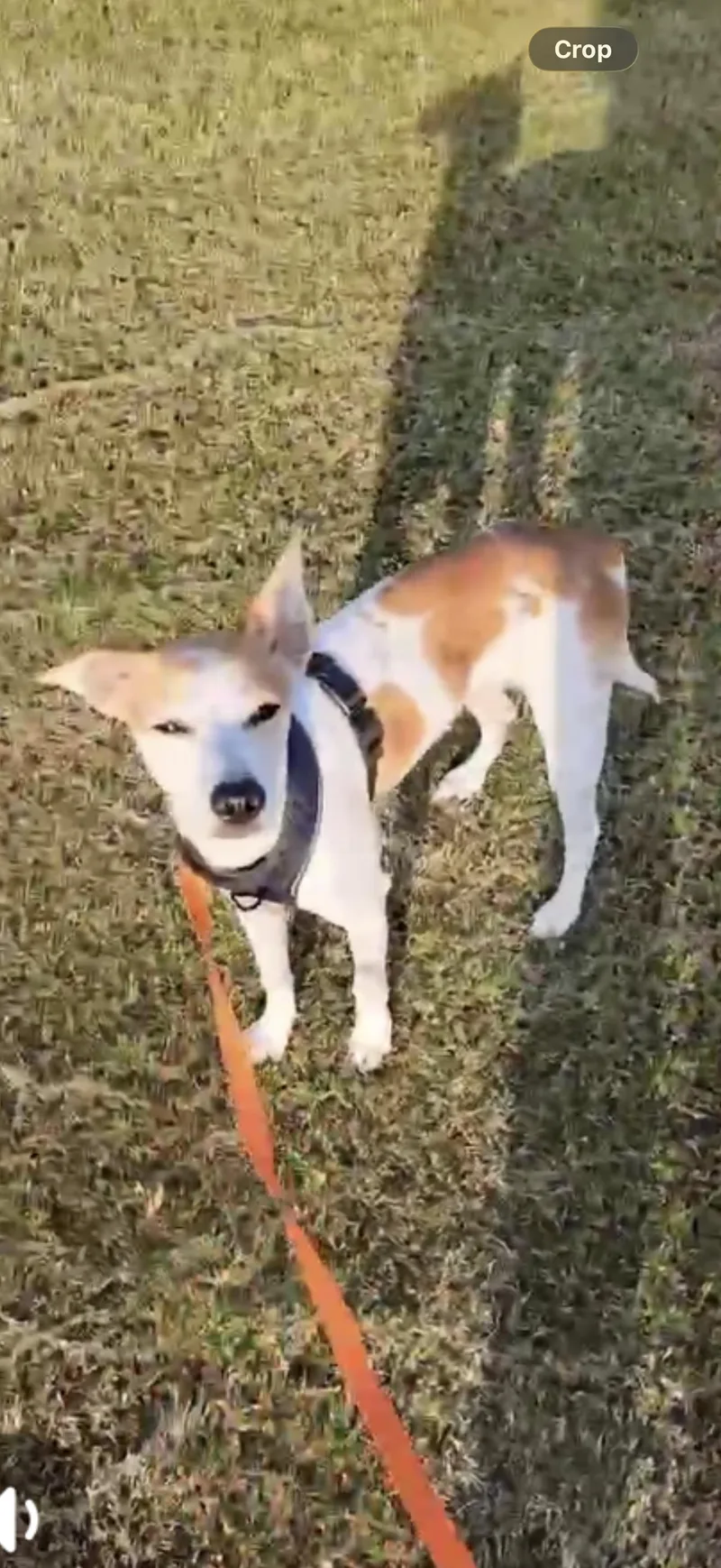 A young medium-sized male Apricot / Beige Whippet dog named Scout  The Darling for adoption in Citrus Heights, CA