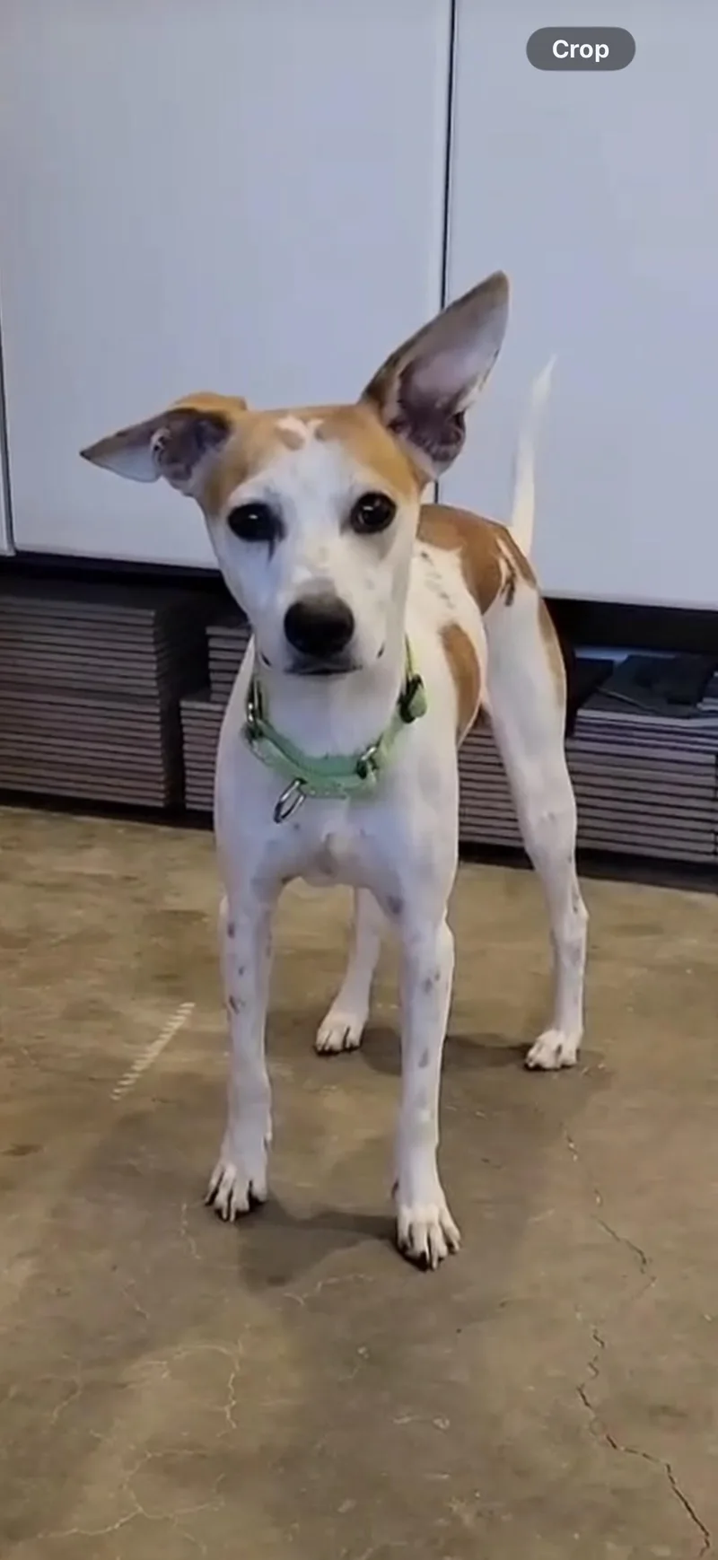 Scout  The Darling thumbnail 4