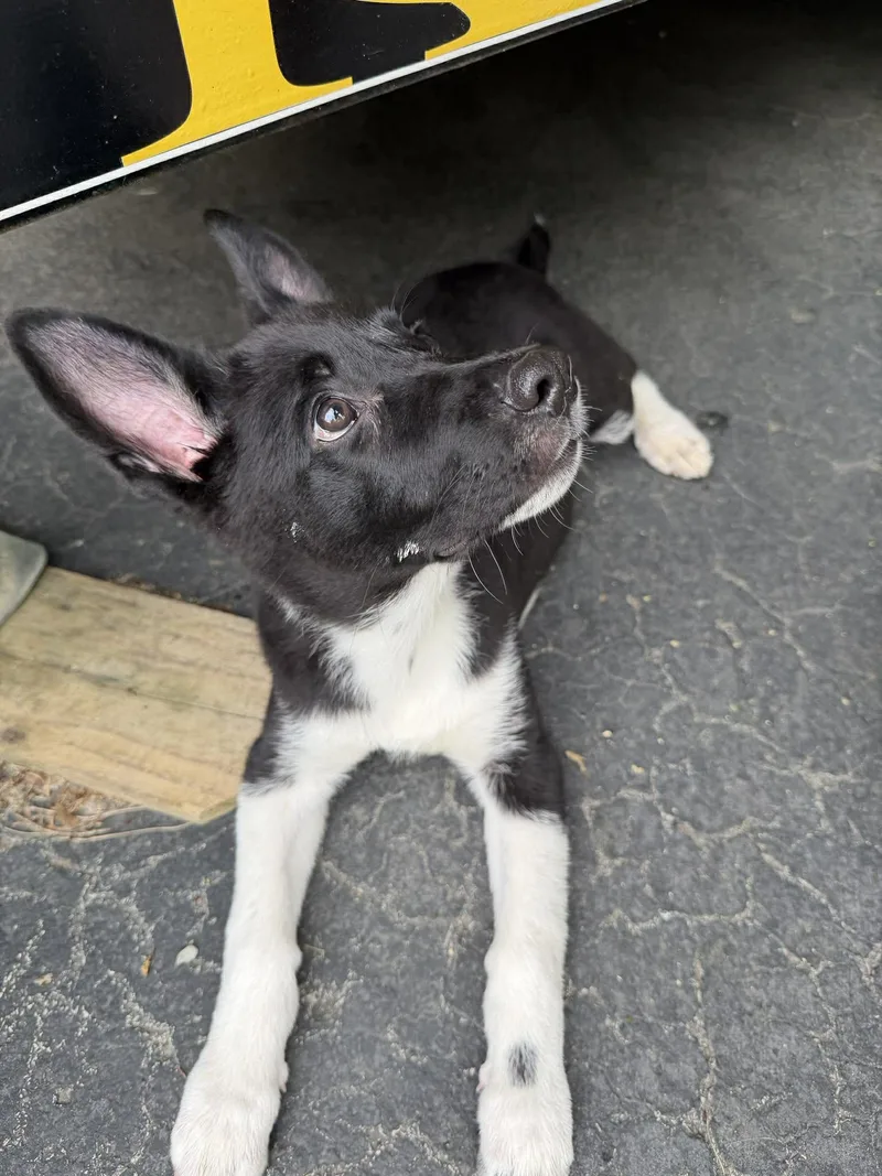 A baby large-sized male Black German Shepherd Dog dog named Niko for adoption in Greeneville, TN
