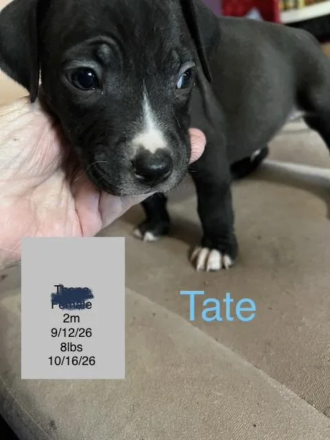 A baby small-sized male American Staffordshire Terrier dog named Tate for adoption in Welling, OK