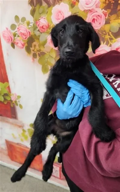 A young medium-sized female Australian Terrier dog named Callista for adoption in San Bernardino, CA