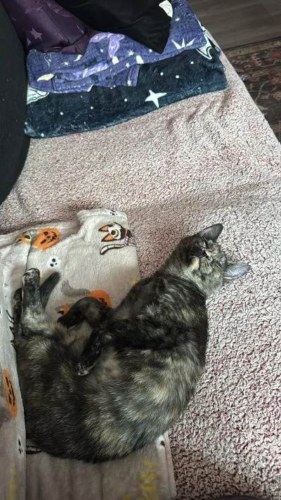 A baby medium-sized female Tortoiseshell Domestic Short Hair cat named Spark for adoption in Mokena, IL