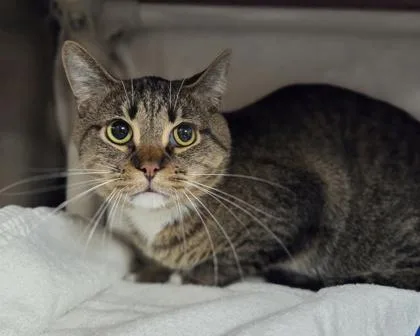 An adult large-sized male Domestic Short Hair cat named Raisin for adoption in Westland, MI