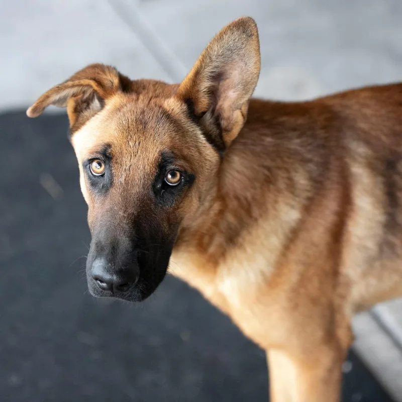 A young medium-sized male Yellow / Tan / Blond / Fawn German Shepherd Dog dog named Scooby for adoption in Peyton, CO