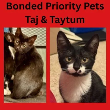 Taj  `a Priority thumbnail 2