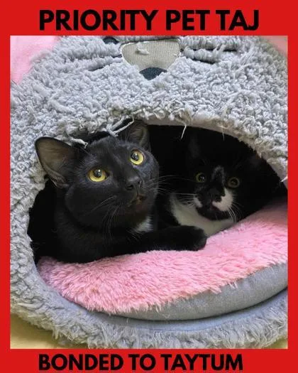 Taj  `a Priority thumbnail 3