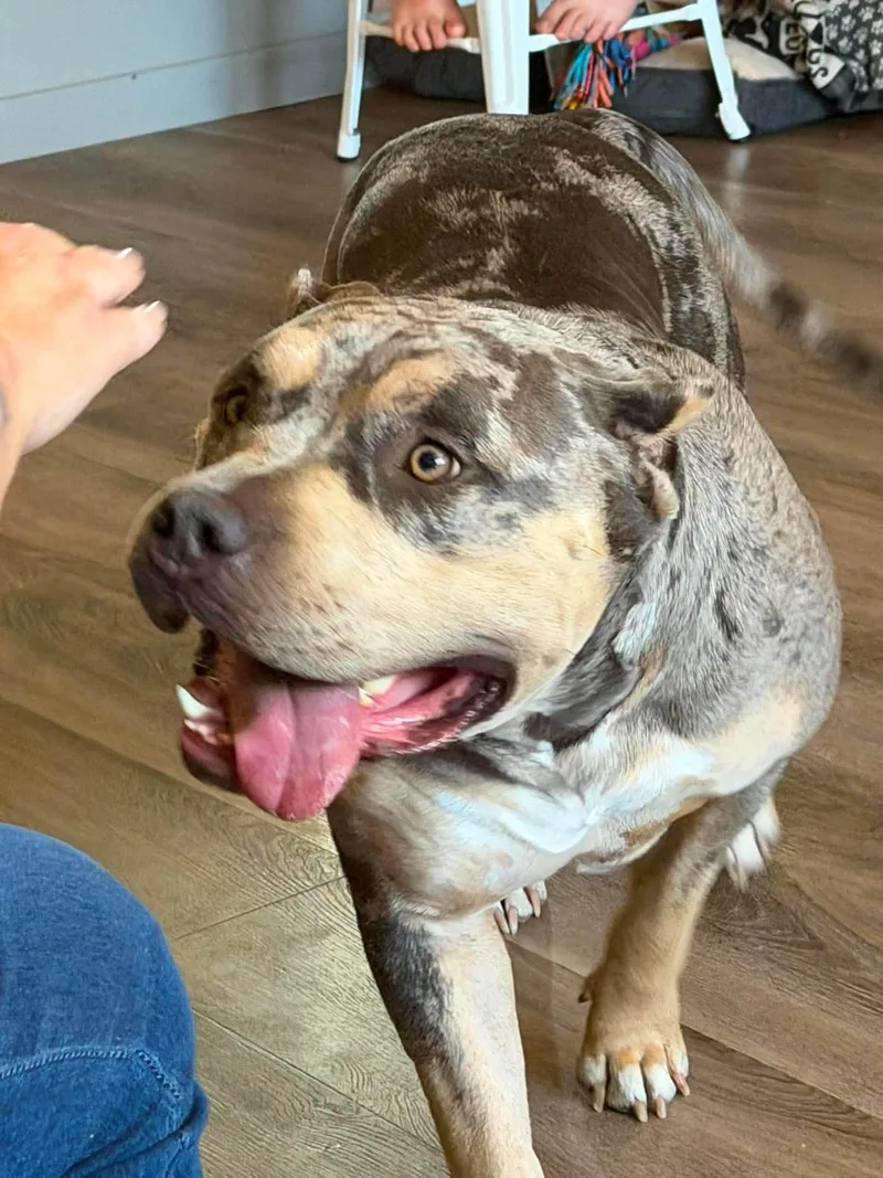 A young large-sized female Bicolor American Bulldog dog named Gigi for adoption in Roseburg, OR