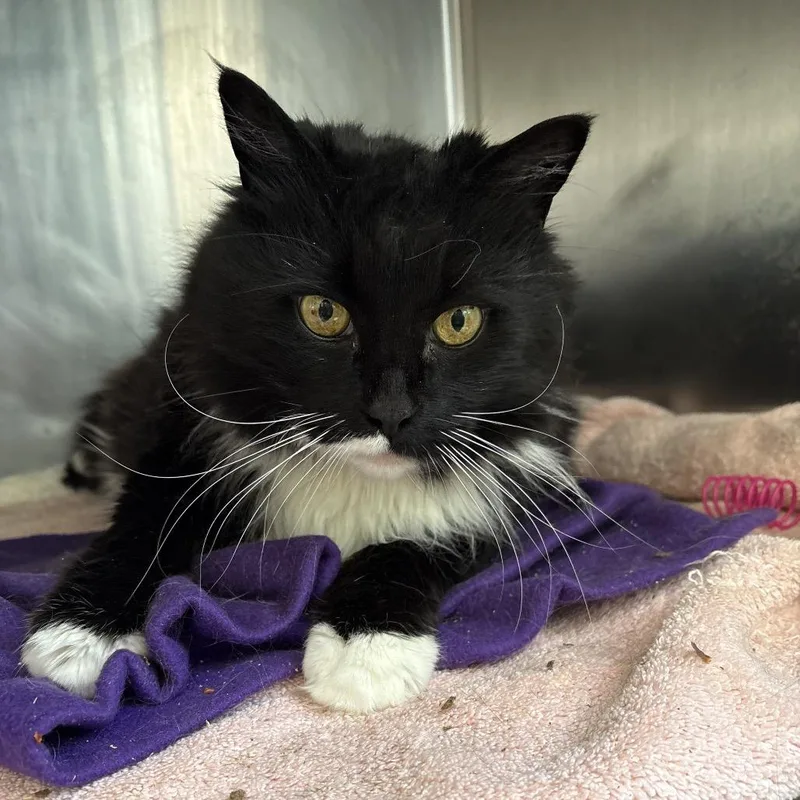 A senior extra large-sized female Black Domestic Medium Hair cat named Bellucious for adoption in Santa Barbara, CA