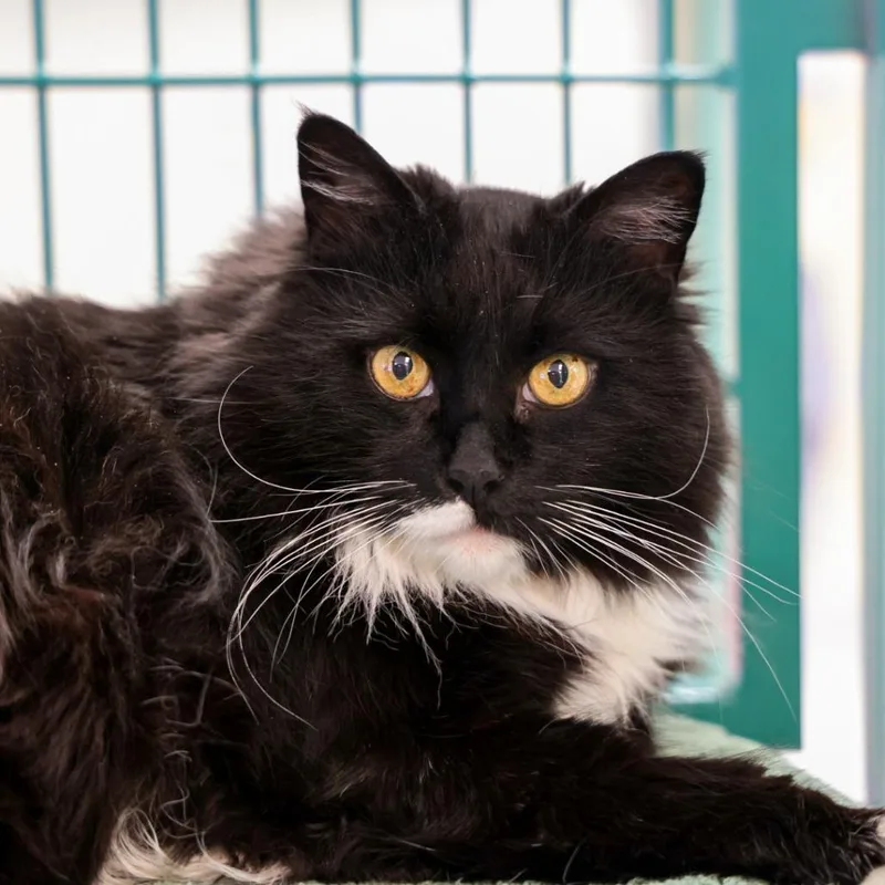 Bellucious thumbnail 2