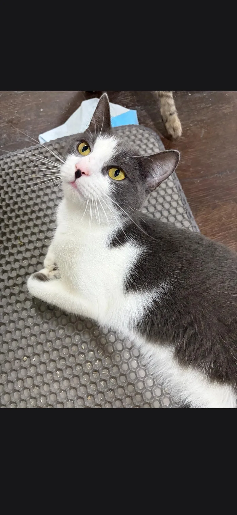 An adult small-sized female Black & White / Tuxedo Domestic Short Hair cat named Caprese for adoption in Harrisburg, PA