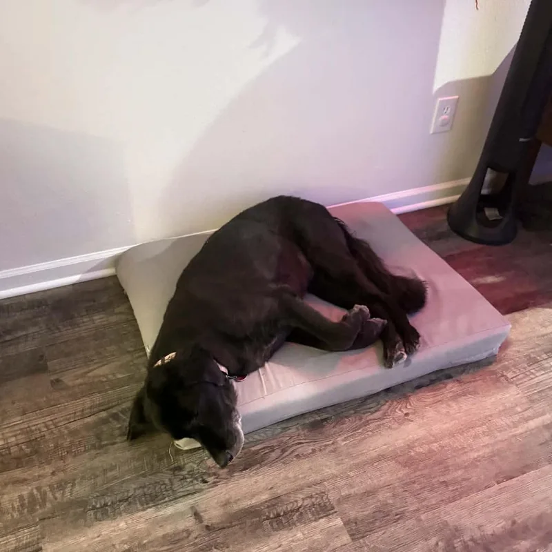 A senior large-sized female Black Labrador Retriever dog named Harley for adoption in Overland Park, KS