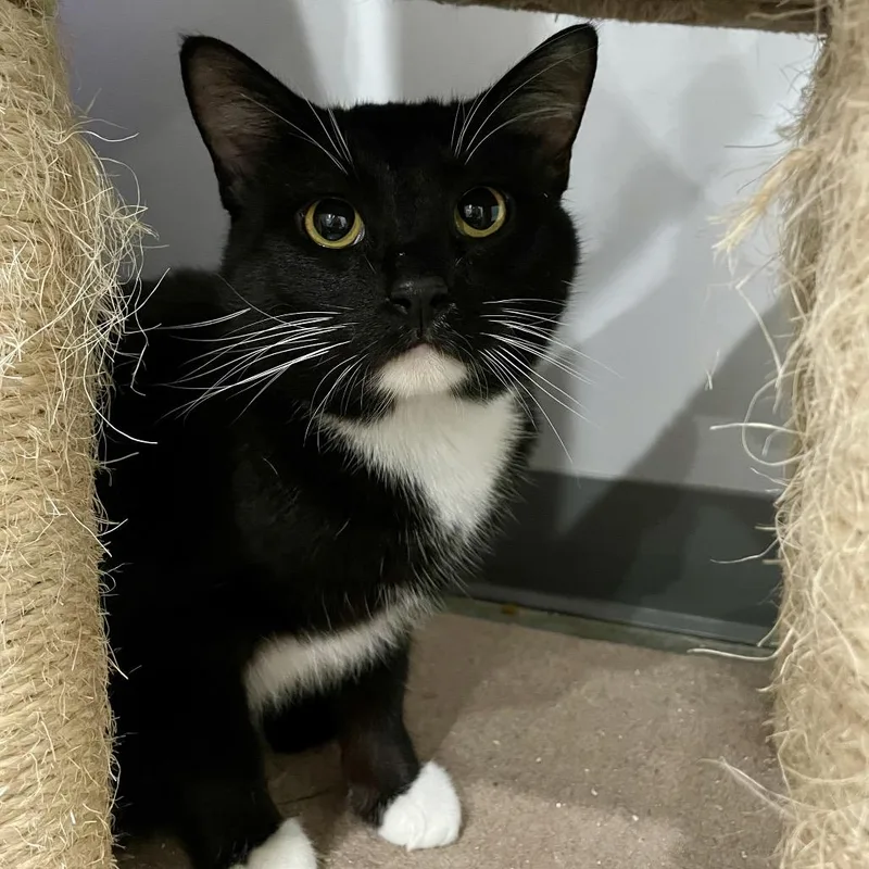 An adult medium-sized male Black Domestic Short Hair cat named Lloyd for adoption in Fairmont, WV