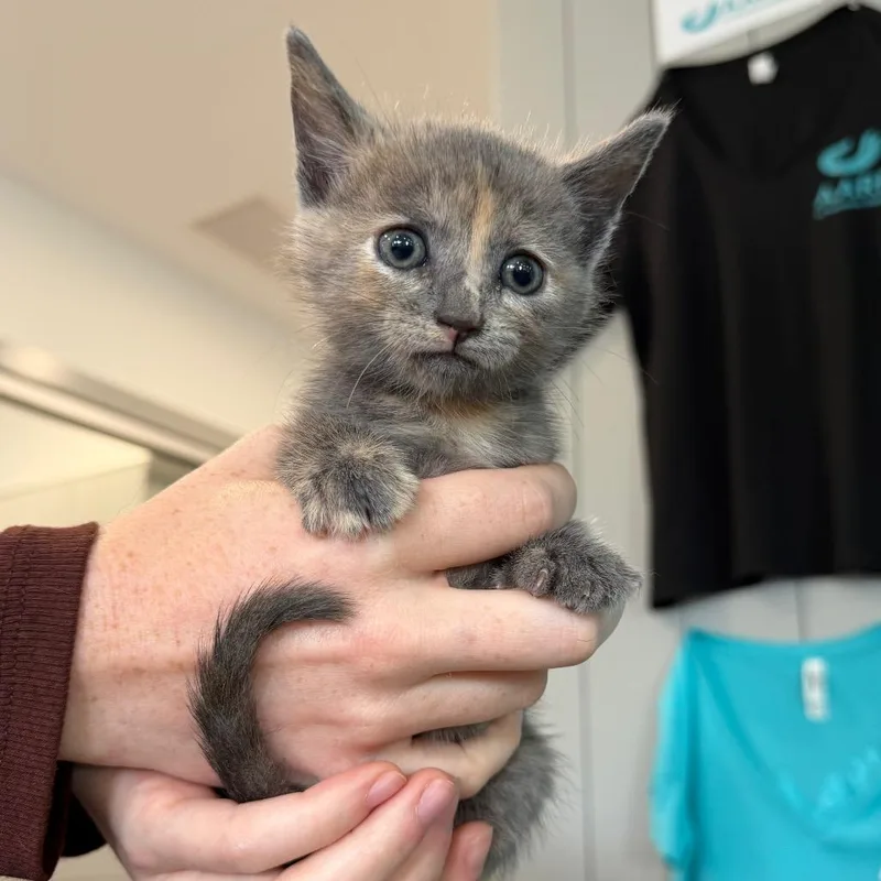 A baby small-sized female Calico Domestic Short Hair cat named Michelangela for adoption in Winston Salem, NC