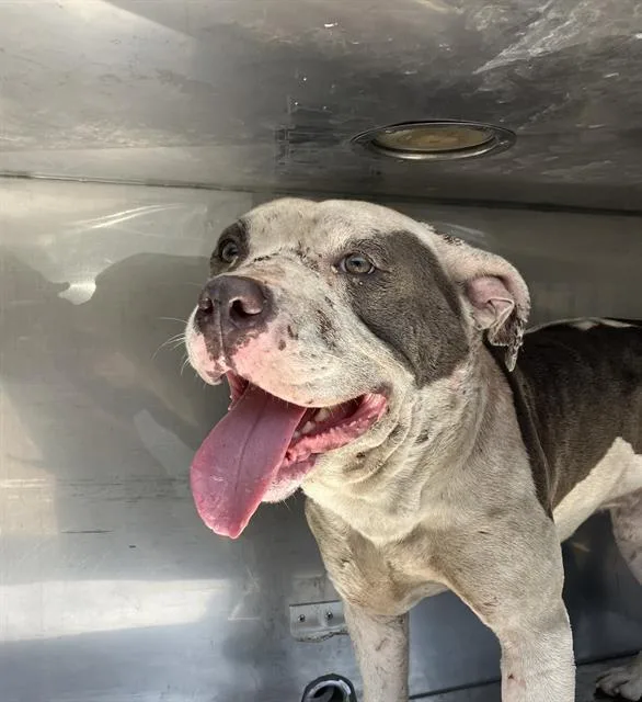 An adult large-sized male Mixed Breed dog named Jimbo for adoption in Dallas, TX