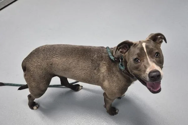 An adult medium-sized female Pit Bull Terrier dog named Pen for adoption in Lawrenceville, GA
