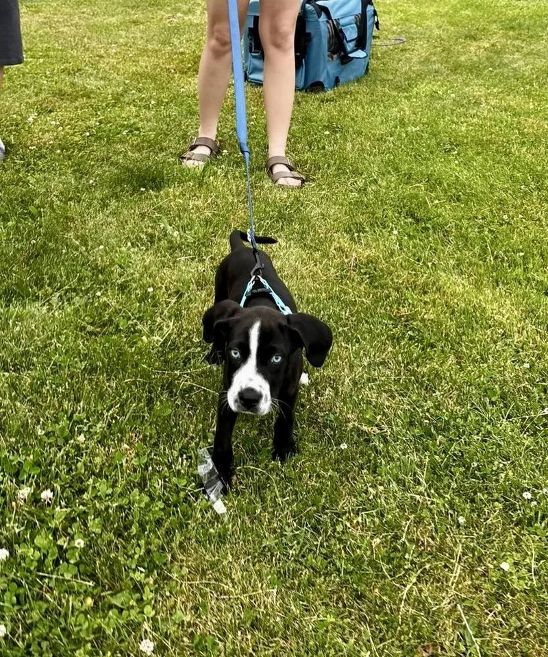 A baby medium-sized male Tricolor (Brown, Black, & White) Pointer dog named Roger Mac for adoption in Valley Stream, NY