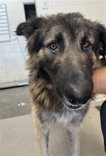 An adult large-sized male German Shepherd Dog dog named Lincoln for adoption in San Bernardino, CA