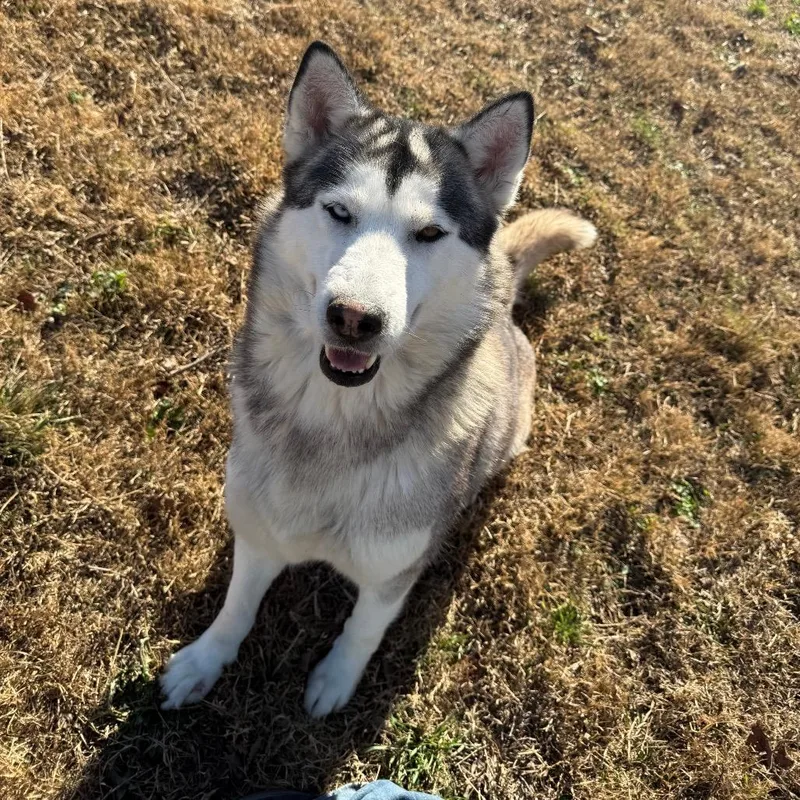 Ozzborne thumbnail 2