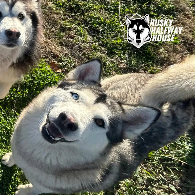 Ozzborne thumbnail 3