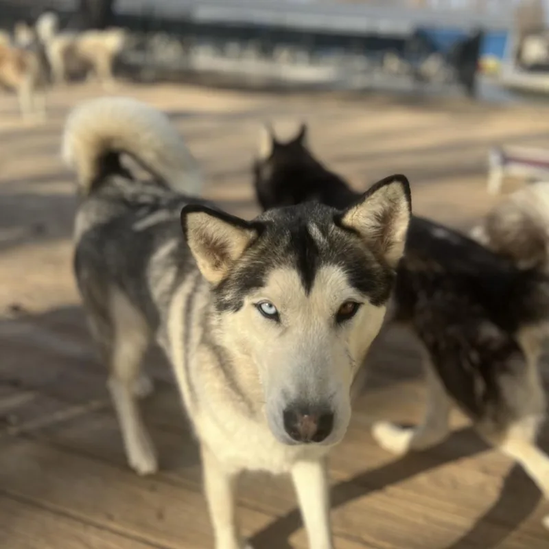 Ozzborne thumbnail 4