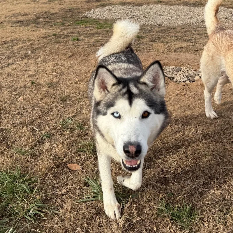 Ozzborne thumbnail 5