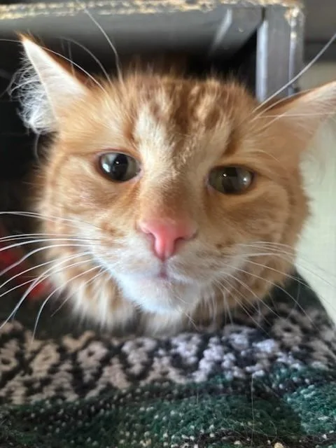 An adult medium-sized male Orange / Red Domestic Long Hair cat named Keo for adoption in Eagle, CO