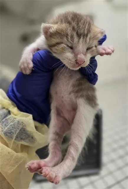 A baby medium-sized female Domestic Short Hair cat named Crumb for adoption in Dallas, TX