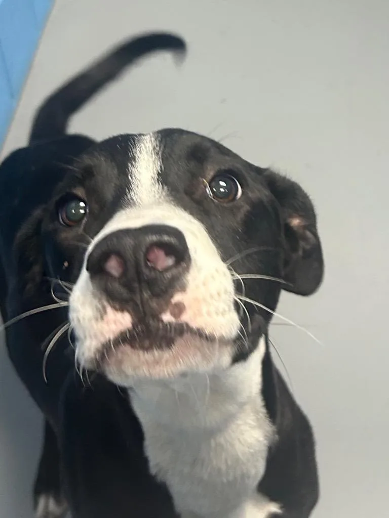 A young medium-sized male Pit Bull Terrier dog named Brutus for adoption in Hartsville, SC