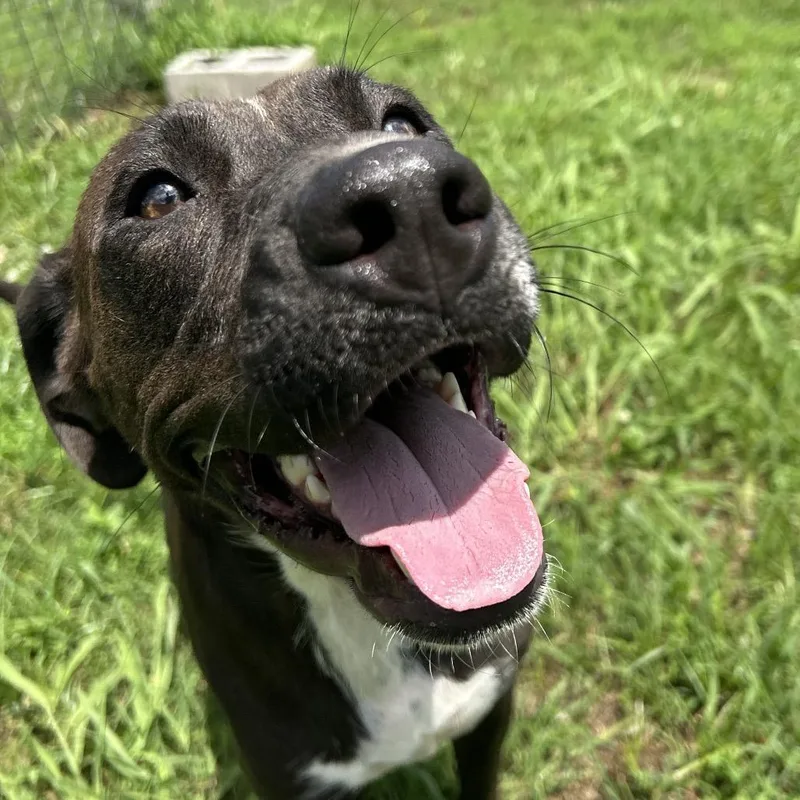 An adult medium-sized female Brown / Chocolate Labrador Retriever dog named Evie for adoption in West Point, MS